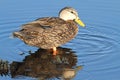 Male Mottled Duck In The Florida Everglades