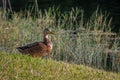 A Male Mottled Duck by a Lake, Florida