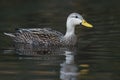 Male Mottled Duck swimming on a river - Florida