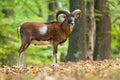 Male Moufflon in the forest Royalty Free Stock Photo