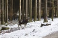 Male moufflon in a park, wintertime Royalty Free Stock Photo