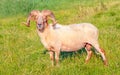Male Mouflon sheep posing in a Dutch meadow Royalty Free Stock Photo