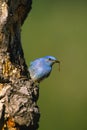 Male Mountain Bluebird