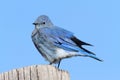 Male Mountain Bluebird