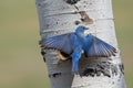 A Mountain Bluebird Lands at the Nest Cavity