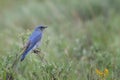 A male Mountain Bluebird perched on bitterbrush