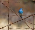 Male Mountain bluebird on a rusted barbwire fence against a blurred background. Royalty Free Stock Photo