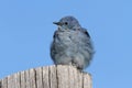 Male Mountain Bluebird Sialia currucoides Royalty Free Stock Photo