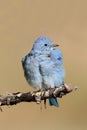 Male Mountain Bluebird Sialia currucoides