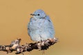 Male Mountain Bluebird Sialia currucoides