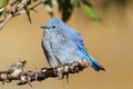 Male Mountain Bluebird & x28;Sialia currucoides& x29;