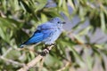 Male Mountain Bluebird & x28;Sialia currucoides& x29;