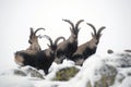 Male mountain Gredos in winter