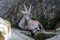 Male mountain ibex or capra ibex on a rock living in the European alps