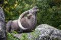 Male mountain ibex or capra ibex on a rock living in the European alps