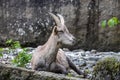 Male mountain ibex or capra ibex on a rock living in the European alps