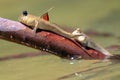 Male mudskipper on a branch Royalty Free Stock Photo