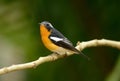 Male mugimaki flycatcher Royalty Free Stock Photo