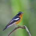 Male Mugimaki Flycatcher Royalty Free Stock Photo