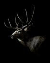 Male Mule Deer Buck Profile Big Rack Royalty Free Stock Photo