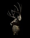 Male Mule Deer Buck Profile