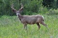 Male mule deer with large velvet antlers