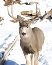 Male Mule Deer licking his nose Royalty Free Stock Photo