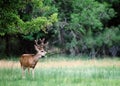 A male mule deer odocoileus hemionus in velvet. Royalty Free Stock Photo