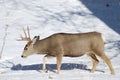 Male Mule Deer in the snow Royalty Free Stock Photo