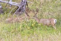 Male Mule deers Odocoileus hemionus