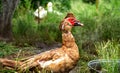 male muscovy duck on the background of meadow grass. Royalty Free Stock Photo