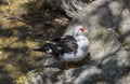 The male Muscovy duck Cairina moschata close-up Royalty Free Stock Photo