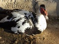 Male Muscovy Duck Close Up Royalty Free Stock Photo