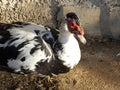 Male Muscovy Duck Close Up Royalty Free Stock Photo