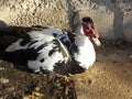 Male Muscovy Duck Close Up Royalty Free Stock Photo