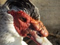 Male Muscovy Duck Close Up Royalty Free Stock Photo