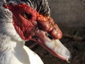 Male Muscovy Duck Close Up Royalty Free Stock Photo