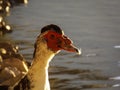 Male Muscovy Duck Close Up Royalty Free Stock Photo