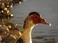 Male Muscovy Duck Close Up Royalty Free Stock Photo