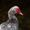 Male Muscovy Duck Close Up Royalty Free Stock Photo