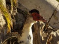 Male Muscovy Duck Close Up Royalty Free Stock Photo