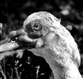 Male Muscovy duck close up portrait with grainy background. Royalty Free Stock Photo