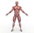 Male muscular system