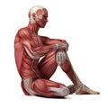 The male muscular system