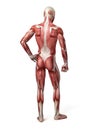 The male muscular system