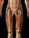 The male muscular system