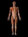 The male muscular system