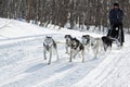 Male musher drives dog sledding dog sled on winter forest