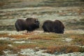 Male musk ox showing flehmen behaviour