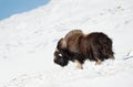 Male musk ox standing in snow in the mountains of Dovrefjell Royalty Free Stock Photo